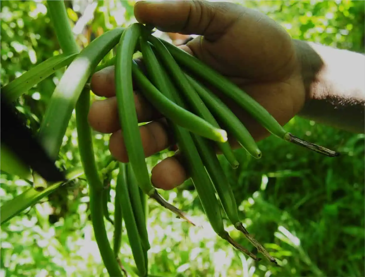 Is sustainable vanilla the flavor of the month?