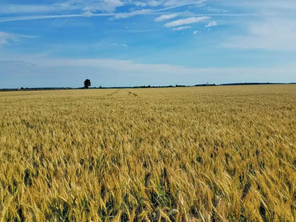 Crop Diversification in the Corn Belt - Sustainable Food Lab