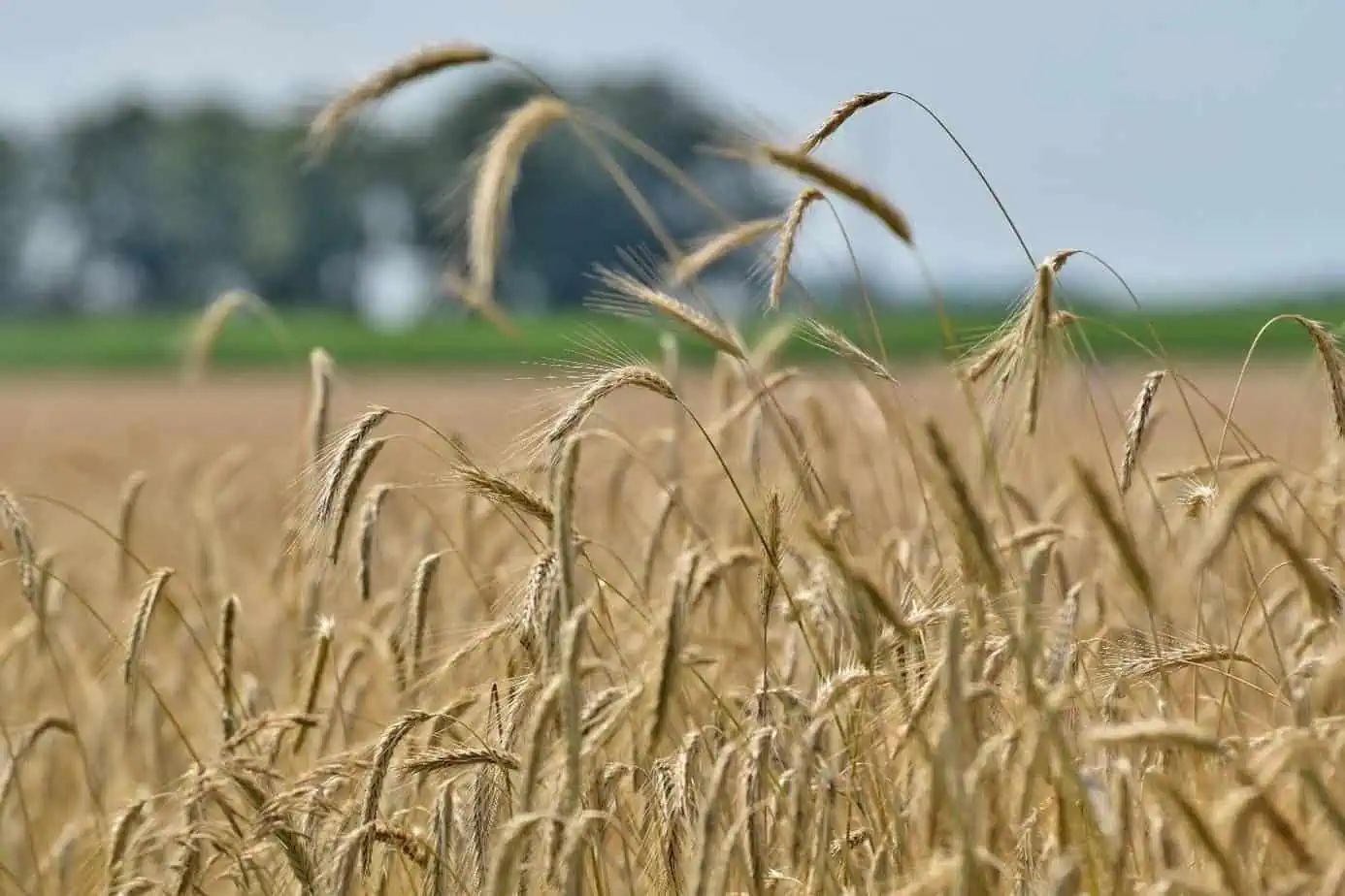 Crop Diversification in the Corn Belt - Sustainable Food Lab